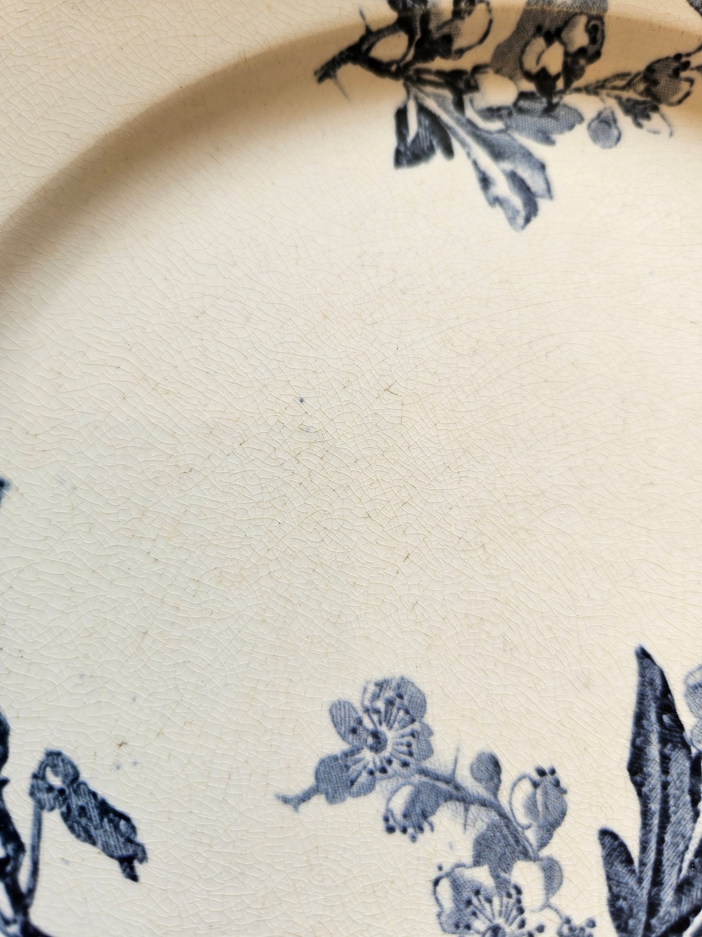 Assiettes plates U&C Sarreguemines, Stella