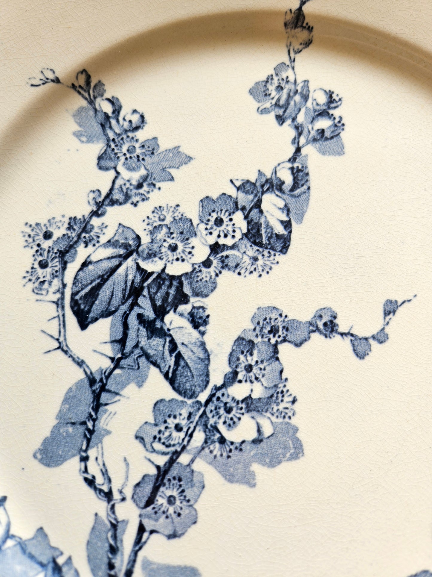 Assiettes plates U&C Sarreguemines, Stella