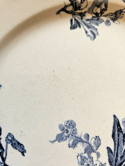 Assiettes plates U&C Sarreguemines, Stella