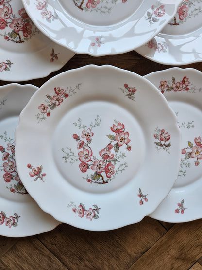 Assiettes plates Arcopal, Florentine