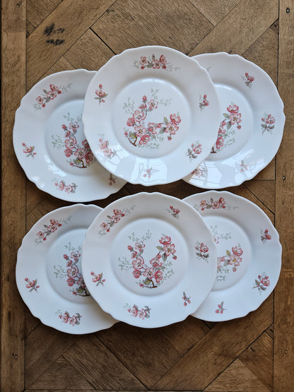 Lot de 8 assiettes plates vintage Arcopal Florentine. Décor fleurs de cerisiers.