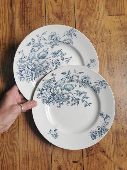 Assiettes plates St Amand, oiseaux